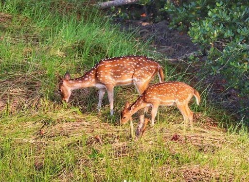 Sundarban Tour Packages from Canning