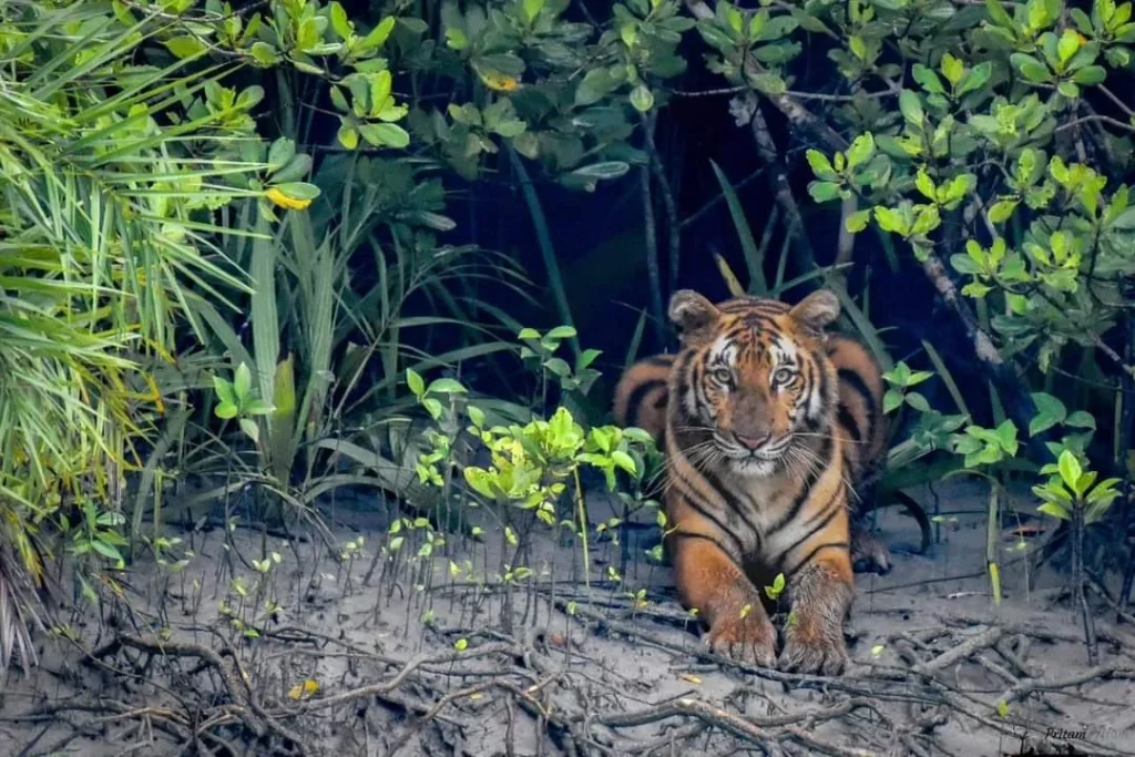 Sundarban Tour Packages from Canning
