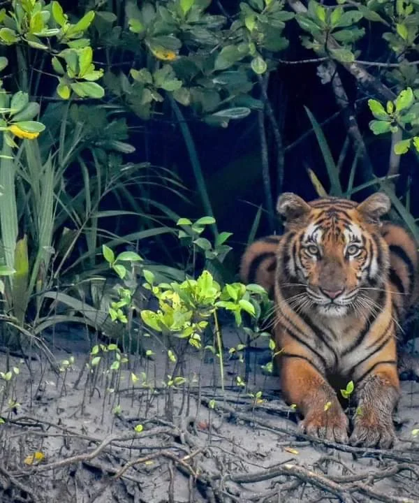 Sundarban Tour Packages from Canning